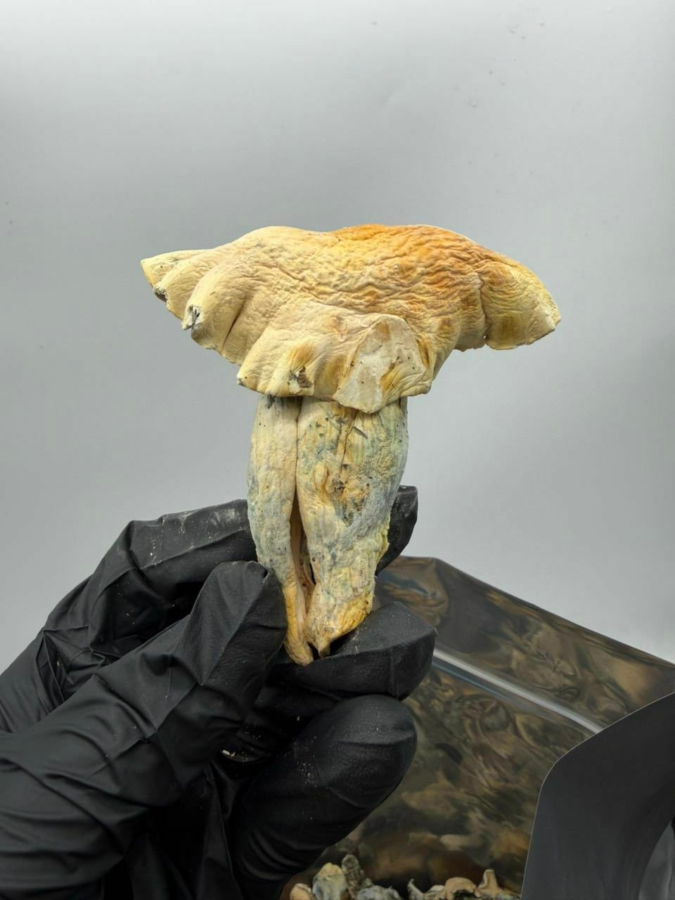 image 22